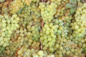 На московском рынке дорожает белый виноград без косточек