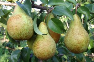 В Украине растет цена на оптовые партии груш