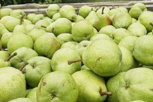 Польша: экспорт груш по итогам 3 кварталов 2011 года