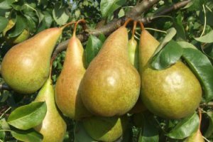 Польша: экспорт груш в первом полугодии 2011 года