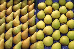 Слабый спрос на груши на польском рынке