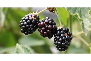 Каковы оптовые цены на ежевику?