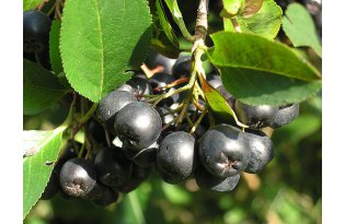 Появились первые предложения по закупке аронии