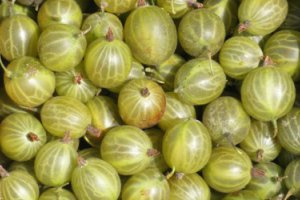 Польша: что с ценами крыжовника?