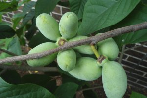 Пау-пау для россиян: плоды со вкусом банана и манго будут поставлять крымские аграрии