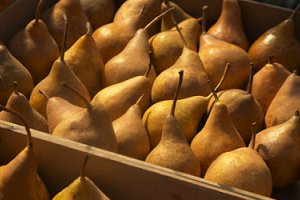 Турция уверенно лидирует на рынке груш в Украине