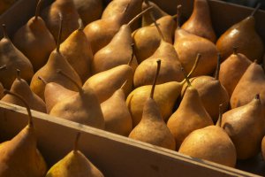 Польша: в I квартале 2015 года увеличился импорт груш более чем на треть