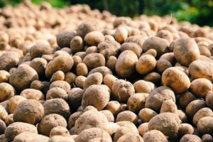 Россия: в январе 2016 года выросли внутренние поставки картофеля, его переработка и производство замороженный плодоовощной продукции 