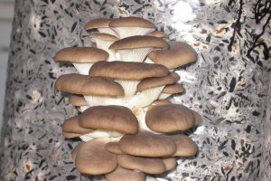 В Польше растет спрос на вешенки