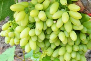 В Москве изменились оптовые цены на турецкий виноград Султана.