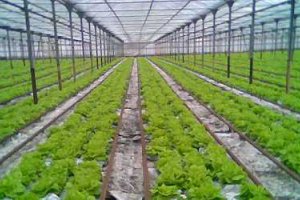 Тепличный бизнес: Выращивать невыгодно импортировать