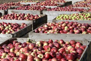Польша: анализ цен freshmarket.ru (31 неделя 2011 года) 