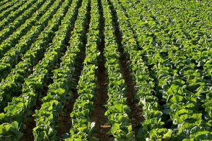 Овощеводство – одна из наиболее динамично развивающихся отраслей сельского хозяйства