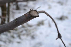 Что посеяли – не взойдет: ущерб от холодов в России может быть непредсказуем