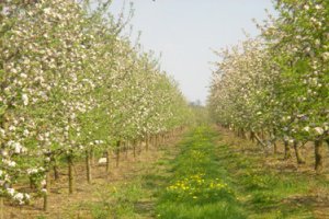 Будут судить по плодам