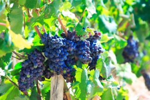 Удешевление турецкого винограда в Москве