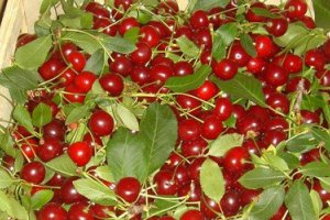 Сильный спрос на польскую вишню сохраняется