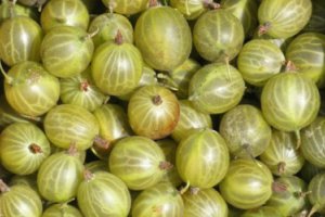 Польша: высокие закупочные цены на крыжовник