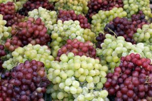 В Молдове начался сезон сбора столовых сортов виногра