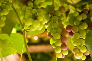 На оптовых рынках Украины дорожает столовый виноград